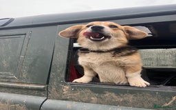 Welsh Corgi Pembroke dogs for sale: KC Registered Cuties! Pembrokeshire Corgi Puppies - Image 14