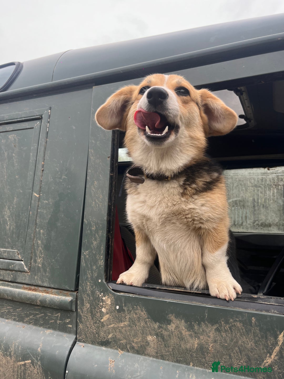 Welsh Corgi Pembroke dogs for sale: KC Registered Cuties! Pembrokeshire Corgi Puppies - Image 14