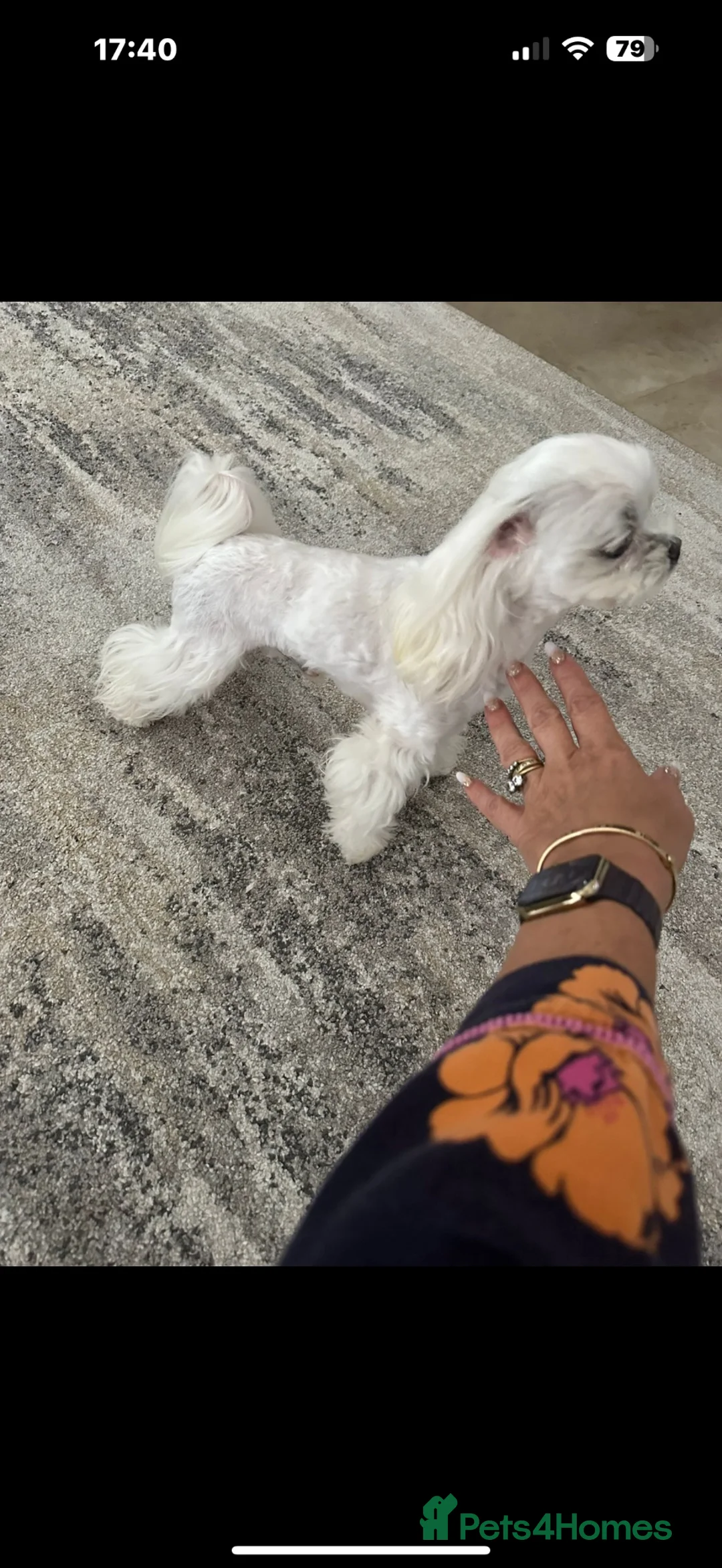 Maltese dogs for stud: korean maltese stud  in Newmarket - Advert 2