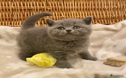 British Shorthair cats for sale: 🧸EXCEPTIONAL QUALITY PURE BREED BSH TEDDY BEARS🧸 - Advert 20