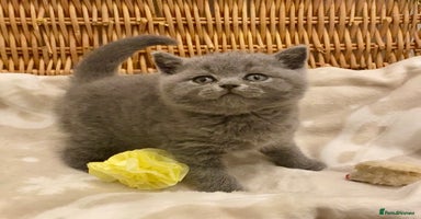 British Shorthair cats - Advert 10