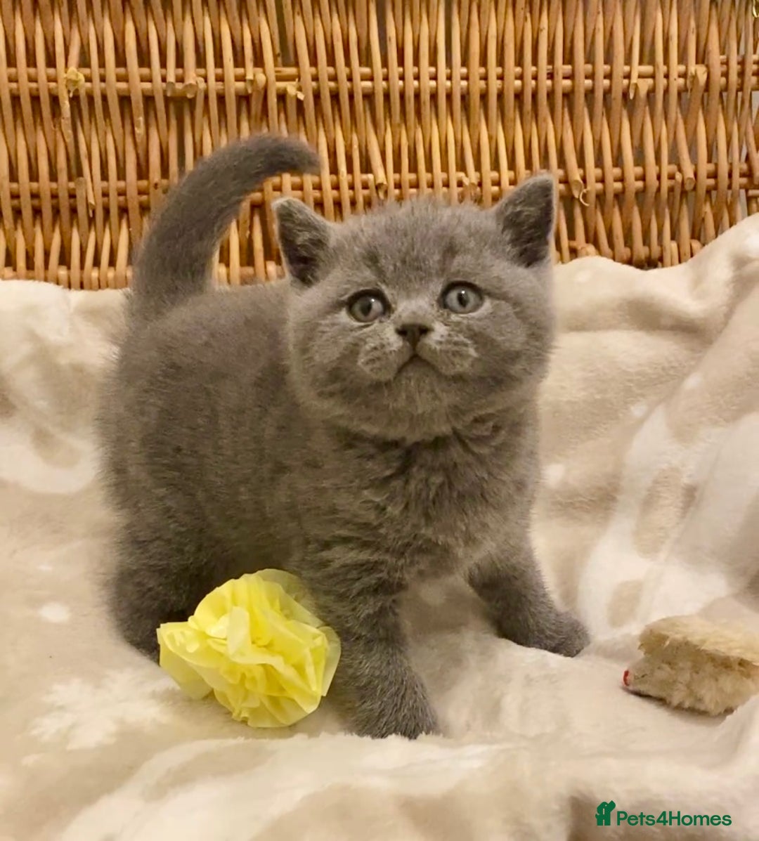 British Shorthair cats for sale: 🧸EXCEPTIONAL QUALITY PURE BREED BSH TEDDY BEARS🧸 - Advert 20