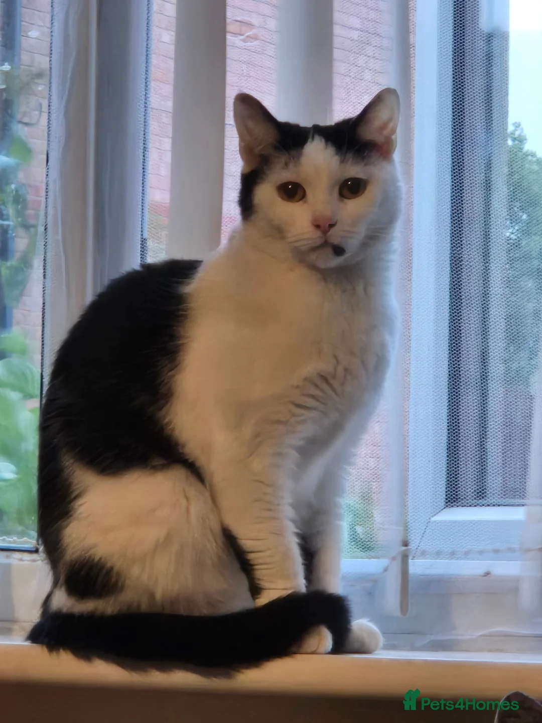 Mixed Breed cats for sale: Black and white Cat -£30 - Advert 1