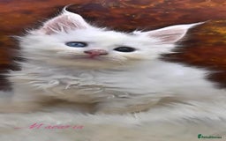 Maine Coon cats for sale: Championship line GCCF Maine Coon kittens  - Image 15