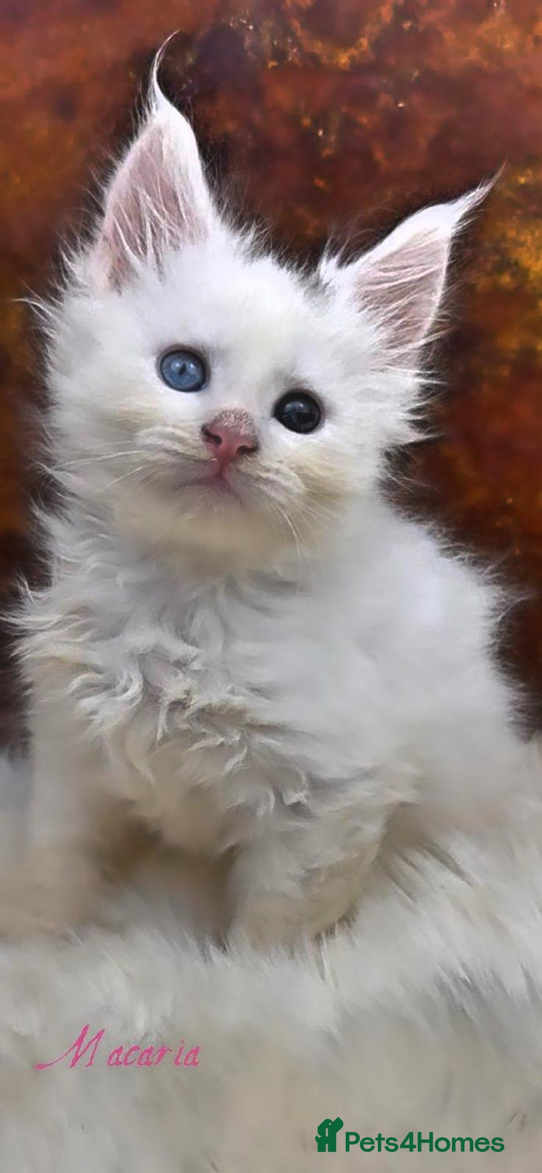 Maine Coon cats for sale: Championship line GCCF Maine Coon kittens  - Image 15