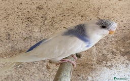 Budgerigars birds for sale: Beautiful Budgies - Image 6