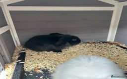 Mini Lion Lop rabbits for sale: Male Mini Lion Lop - Image 2