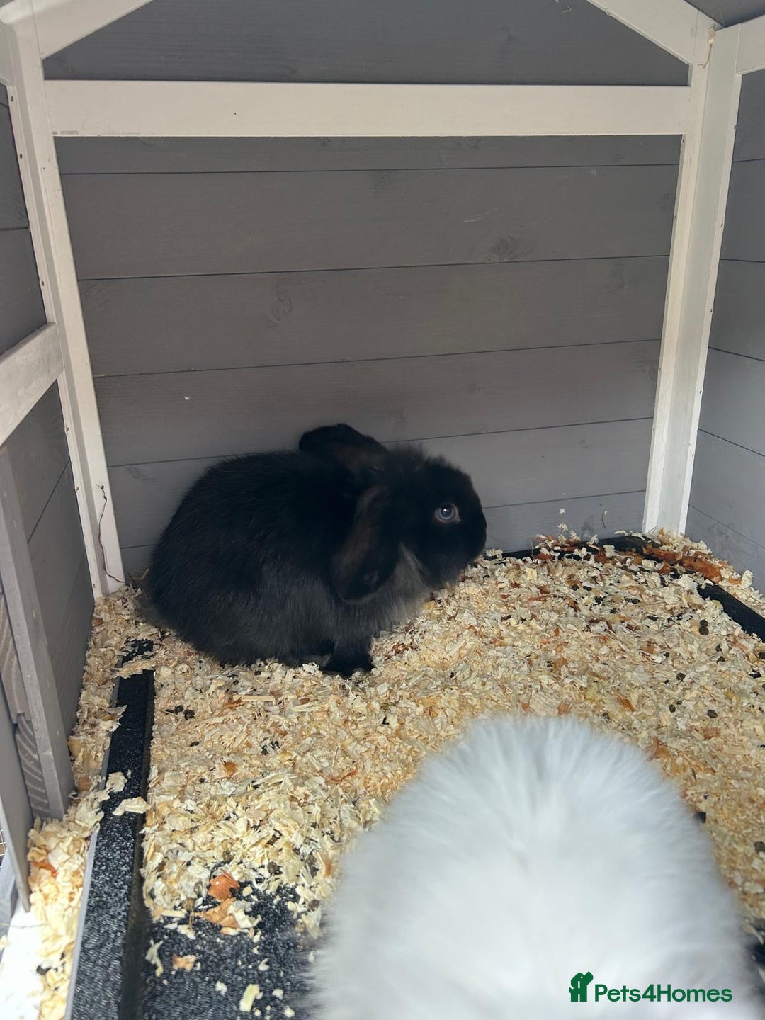 Mini Lion Lop rabbits for sale: Male Mini Lion Lop - Image 2