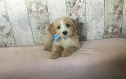 Bordoodle dogs for sale: Adorable & Confident Collie x poodle pups - Image 7