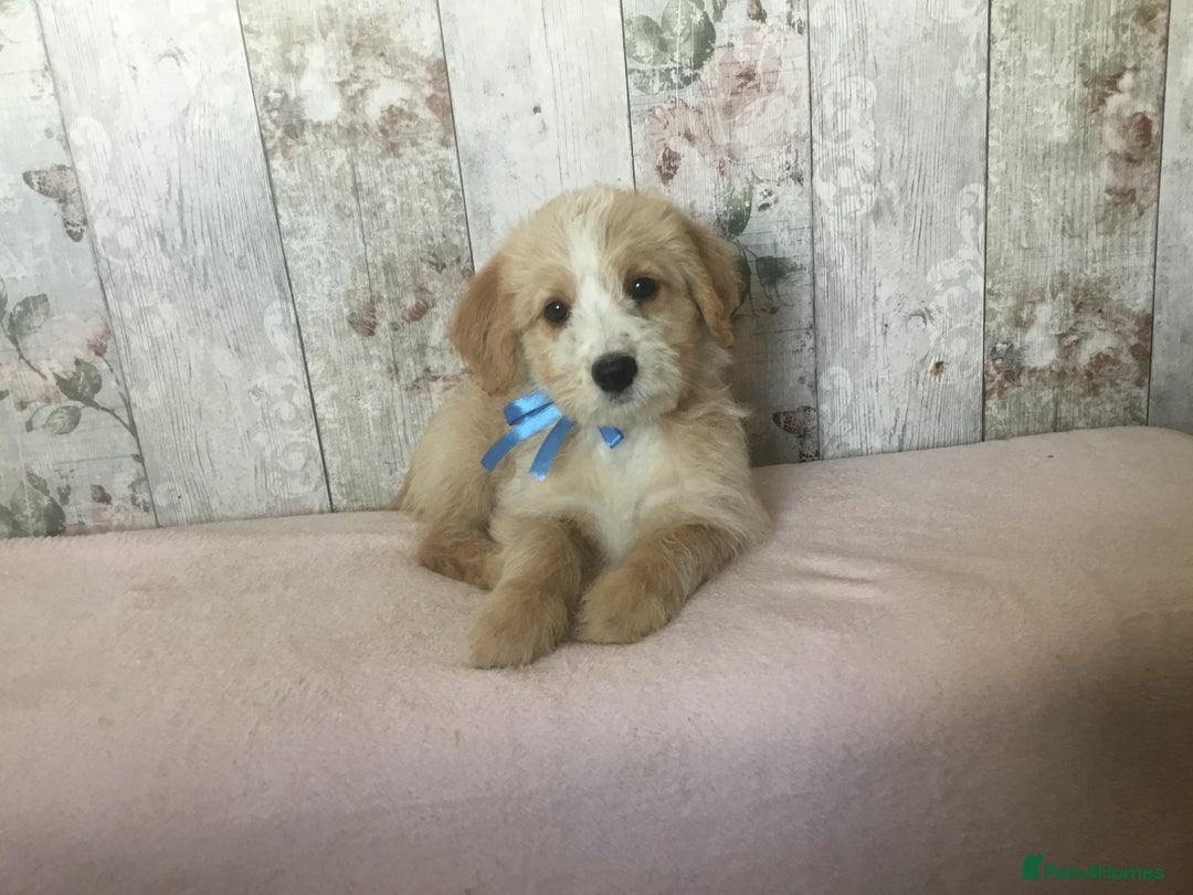 Bordoodle dogs for sale: Adorable & Confident Collie x poodle pups - Image 7