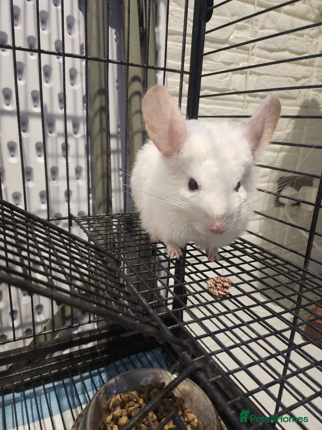 Chinchilla rodents for sale: ❄️Beautiful Pink White Chinchilla with Red Eyes❄️ - Advert 8