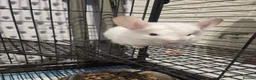 Chinchilla rodents for sale: ❄️Beautiful Pink White Chinchilla with Red Eyes❄️ - Advert 8
