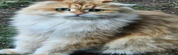 British Longhair cats for sale: British Longhaired Cats and Scottish Fold Cats in London - Advert 20