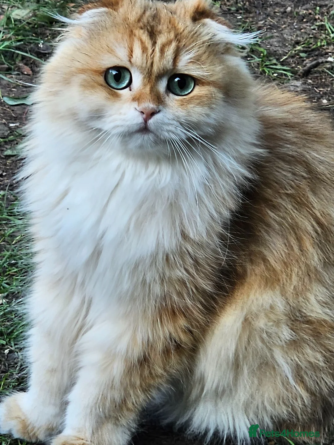 British Longhair cats for sale: British Longhaired Cats and Scottish Fold Cats in London - Advert 20