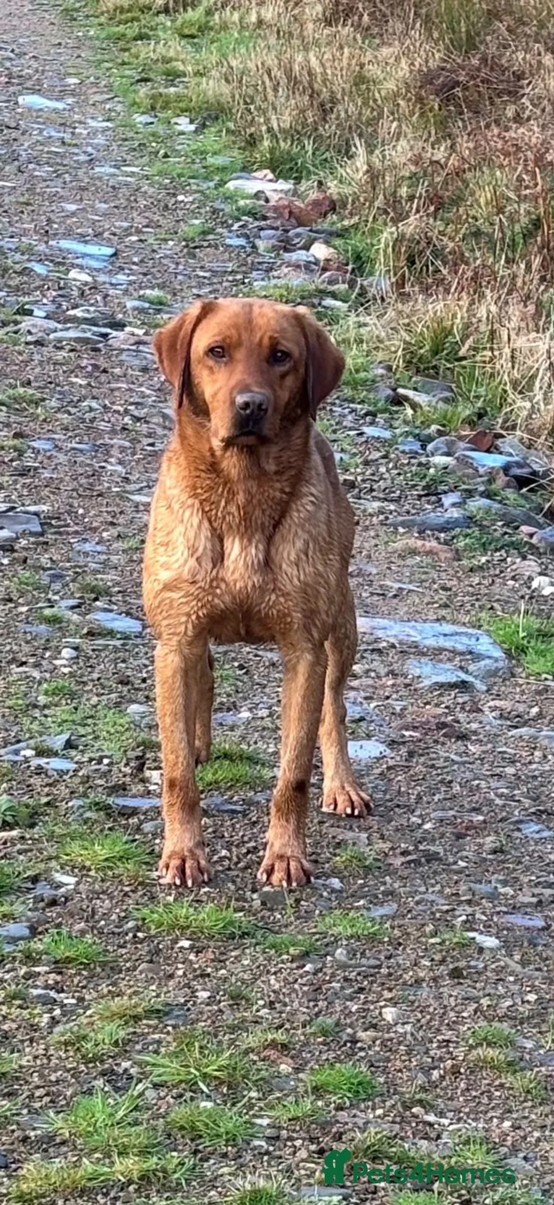 Labrador Retriever dogs for sale: Cracking KC Reg Labrador puppies for sale in Brechin - Advert 9