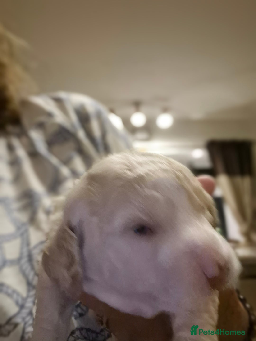 Cockapoo dogs for sale: Cockerpoo  - Image 4