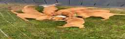 Labrador Retriever dogs for sale: KC Registered Labrador Pups, Mum/Dad Health Tested - Advert 10