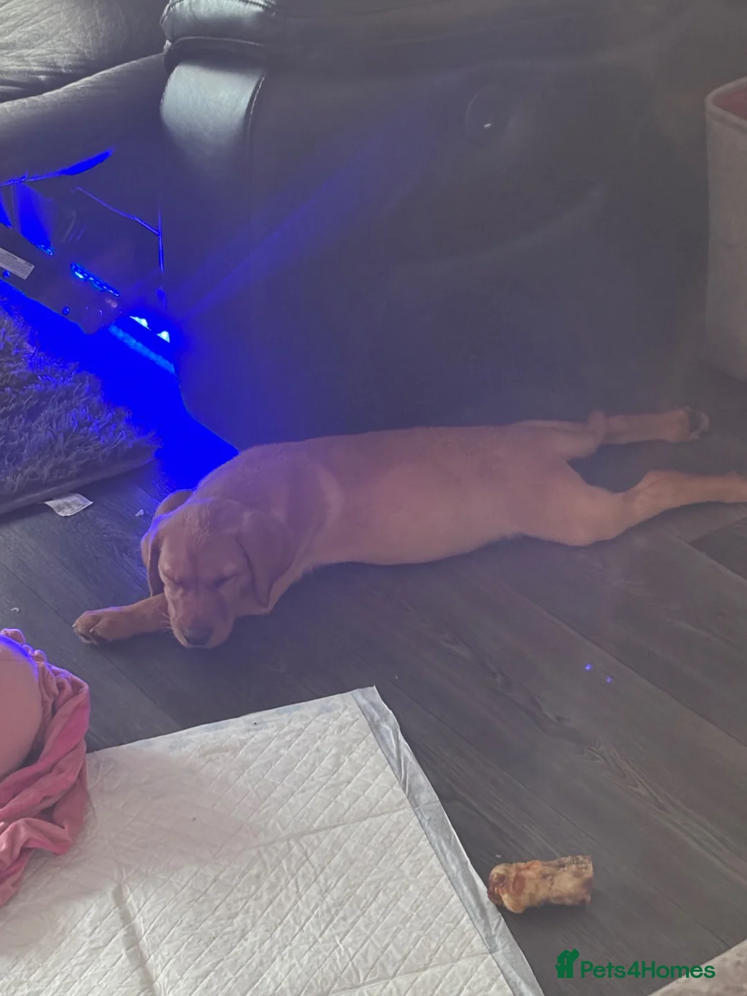 Labrador Retriever dogs for sale: Beautiful 10week Red Fox Puppy - Advert 2