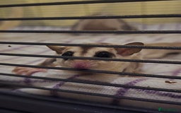 Sugar Glider rodents for sale: Twin Sugar Gliders  - Image 2