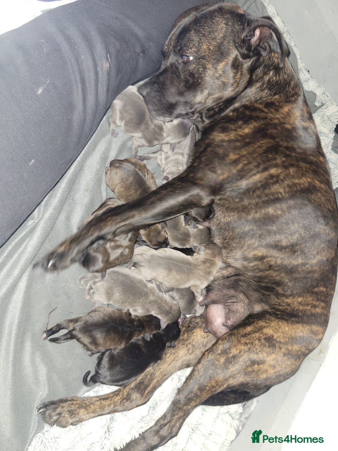Mixed Breed dogs for sale: Staffie cross mastiff  - Image 2