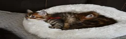 Siberian cats for sale: Pedigree Siberian Kittens from Tunguska House - Advert 8
