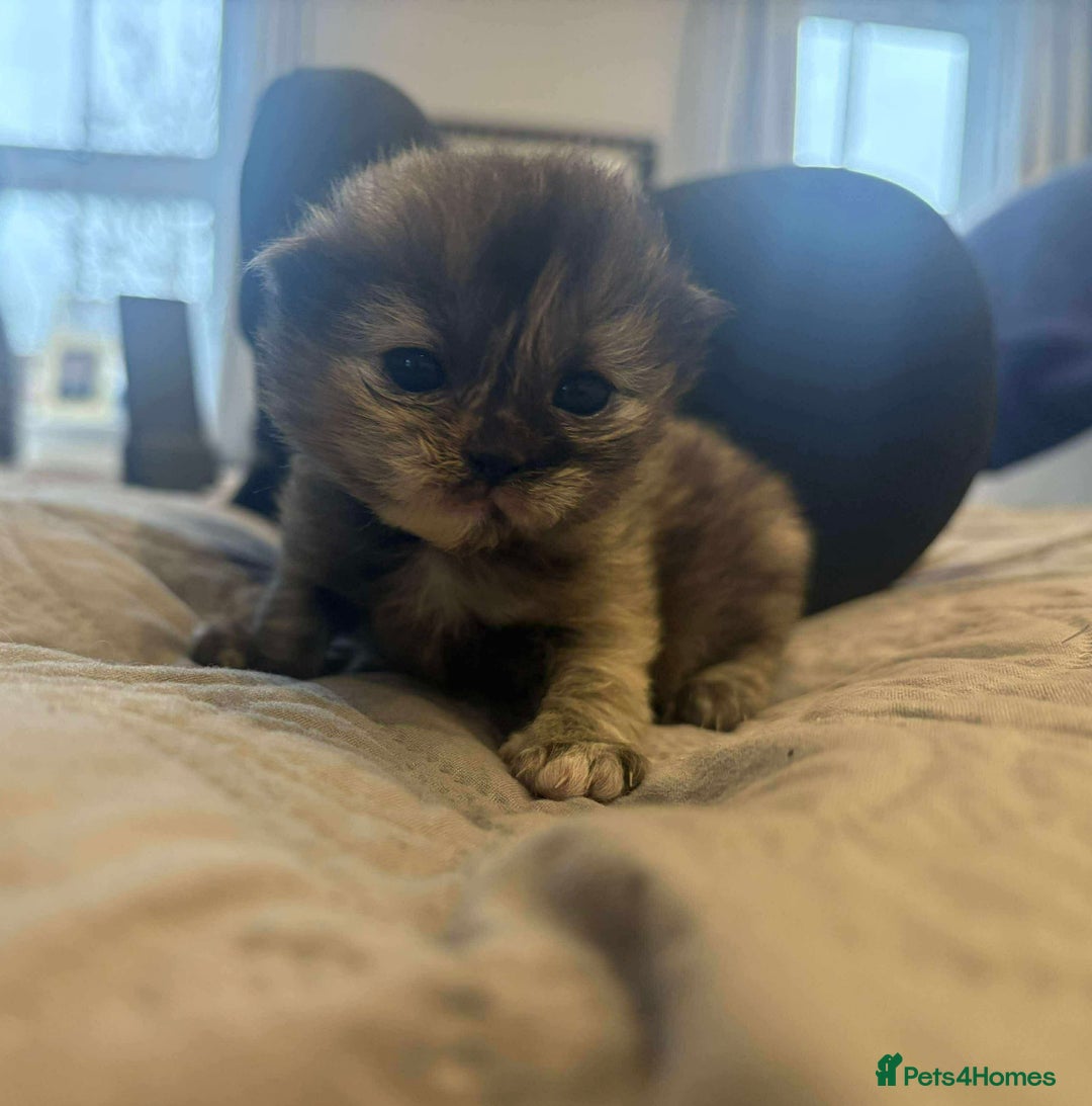 Persian cats for sale: Stunning litter of five female Perdolls - Advert 9