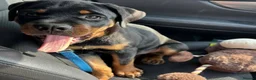 Rottweiler dogs for sale: Rottweiler pups looking for homes  - Advert 10