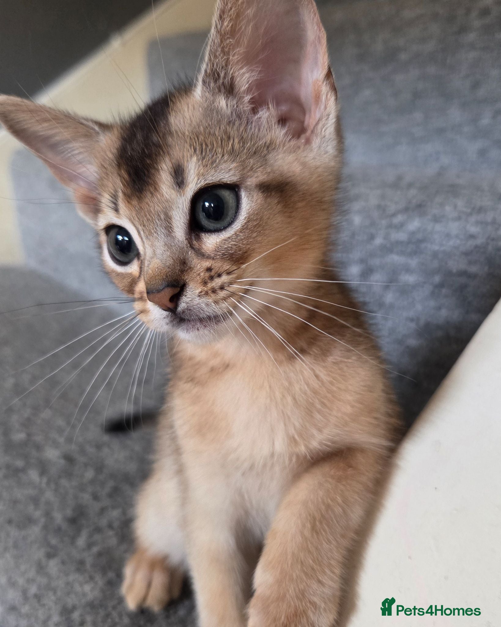 Abyssinian cats for sale: 💥Last TICA Registered Kitten Available💥! ❤️ - Advert 2