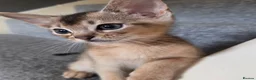 Abyssinian cats for sale: 💥Last TICA Registered Kitten Available💥! ❤️ - Advert 1