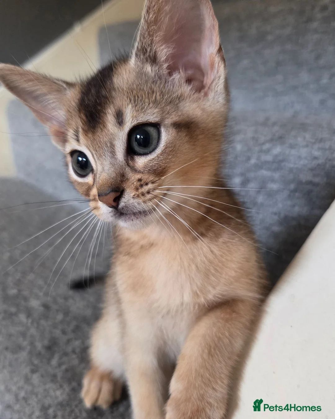 Abyssinian cats for sale: 💥Last TICA Registered Kitten Available💥! ❤️ - Advert 1