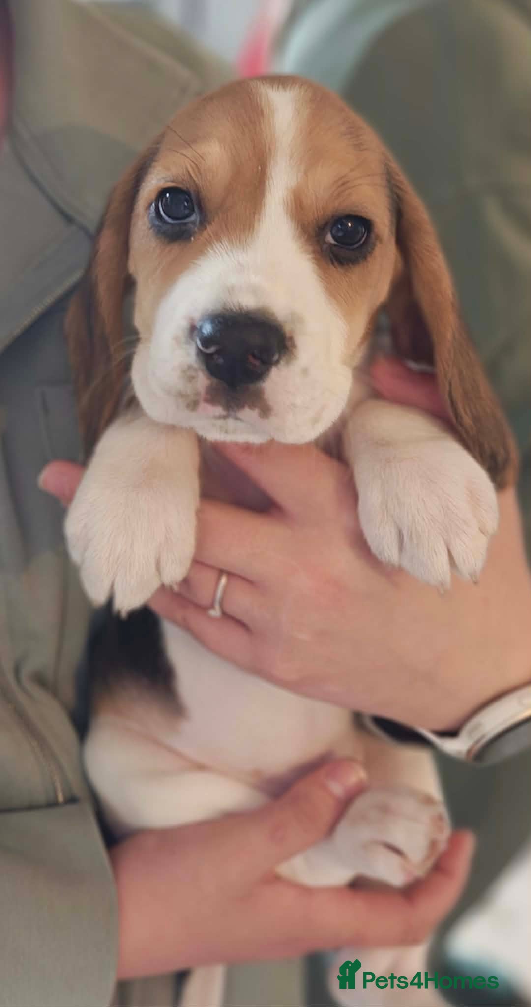 Beagle dogs 11 Beagle puppies - Advert 17