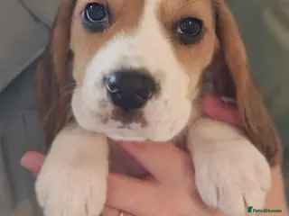 Beagle dogs 11 Beagle puppies - Advert 17