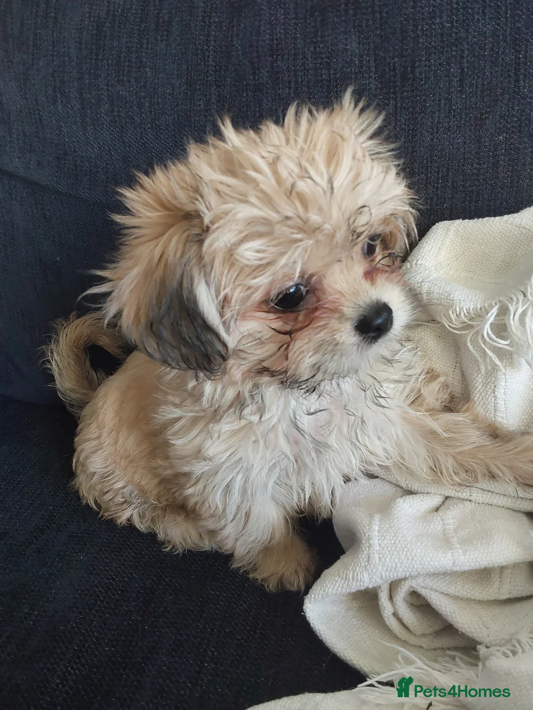 Mixed Breed dogs for sale: Female puppy   - Advert 1