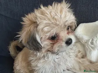 Mixed Breed dogs Female puppy - Advert 1