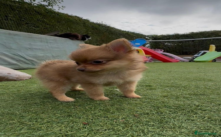 Pomchi dogs - Advert 5