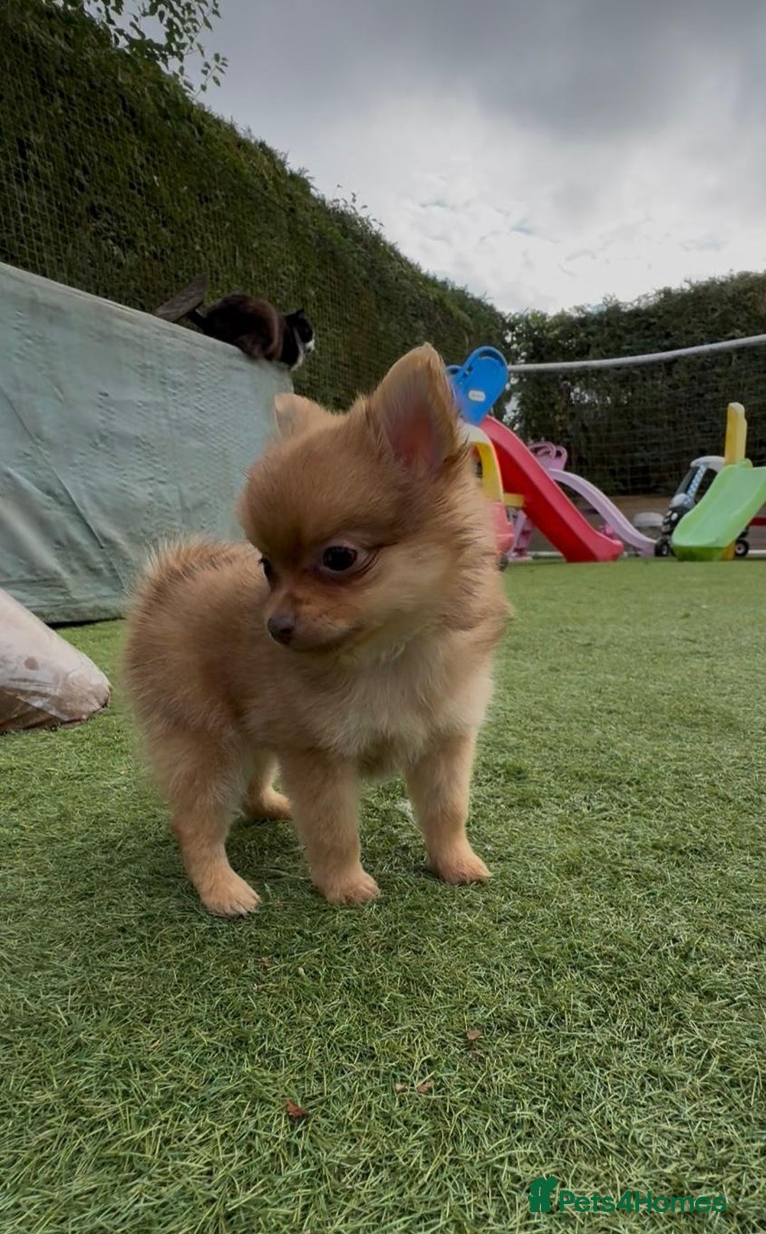 Pomchi dogs for sale: Pomeranian chihuahua puppies - Image 11