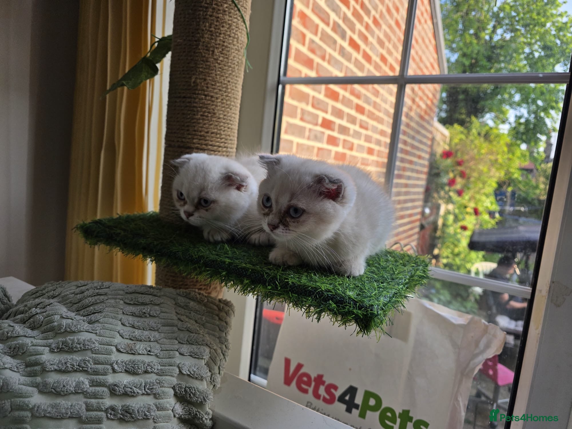 Scottish Fold cats 2 scottish fold kittens (need to go to same home) - Advert 16