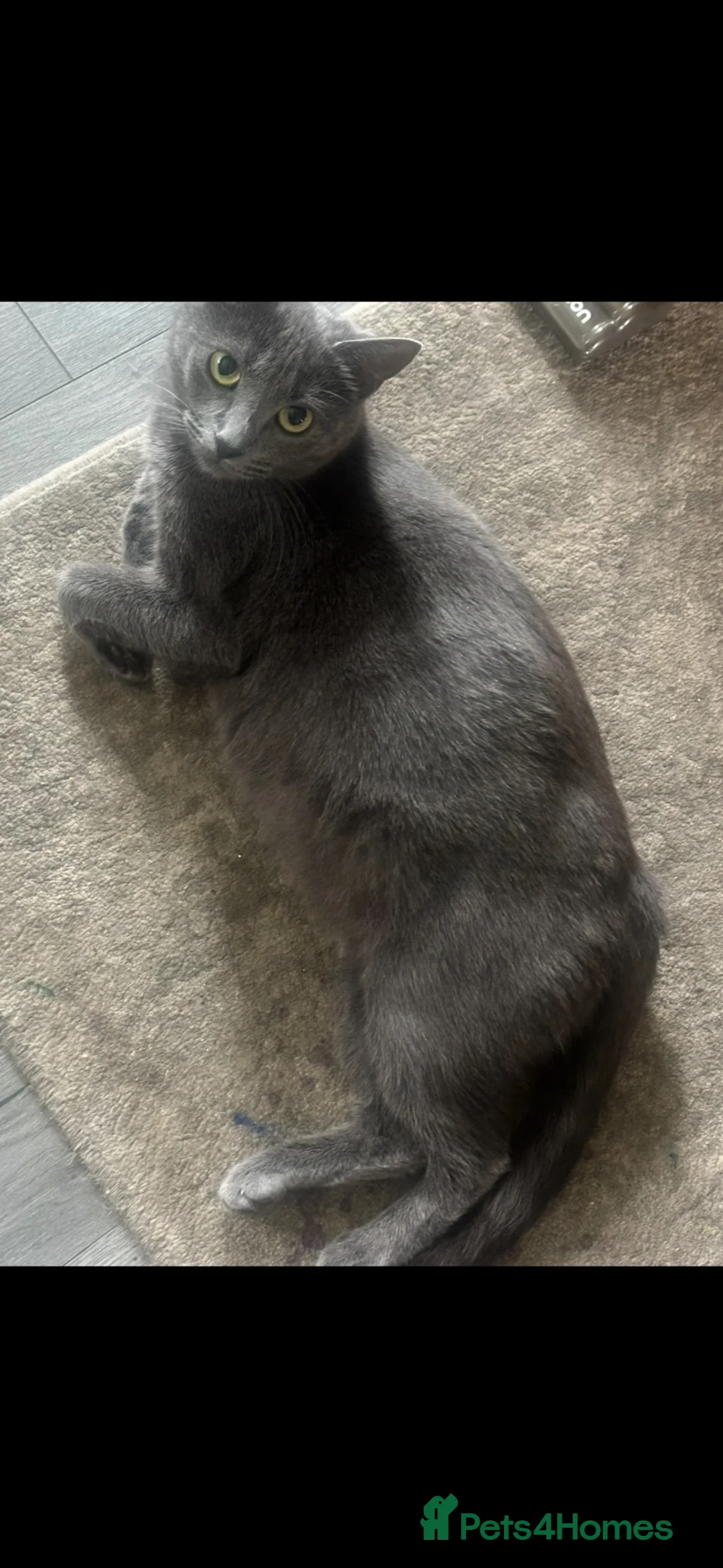 Mixed Breed cats for sale: 2 male 3 female in Tredegar - Advert 1