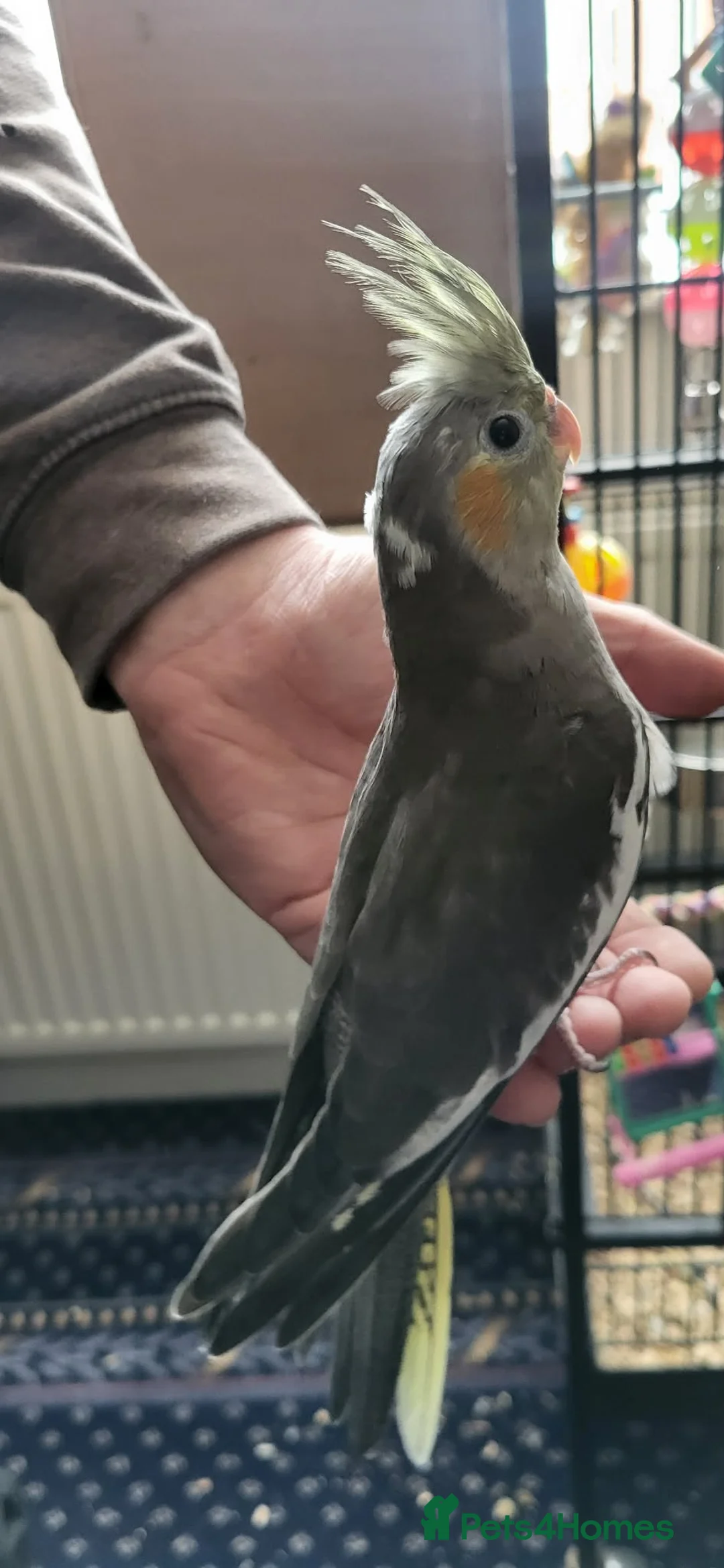 Cockatiels birds for sale: hand tame cockatiels in Worksop - Advert 3