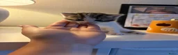 Mixed Breed cats for sale: 5 kittens available end of August  in Bradford - Advert 2