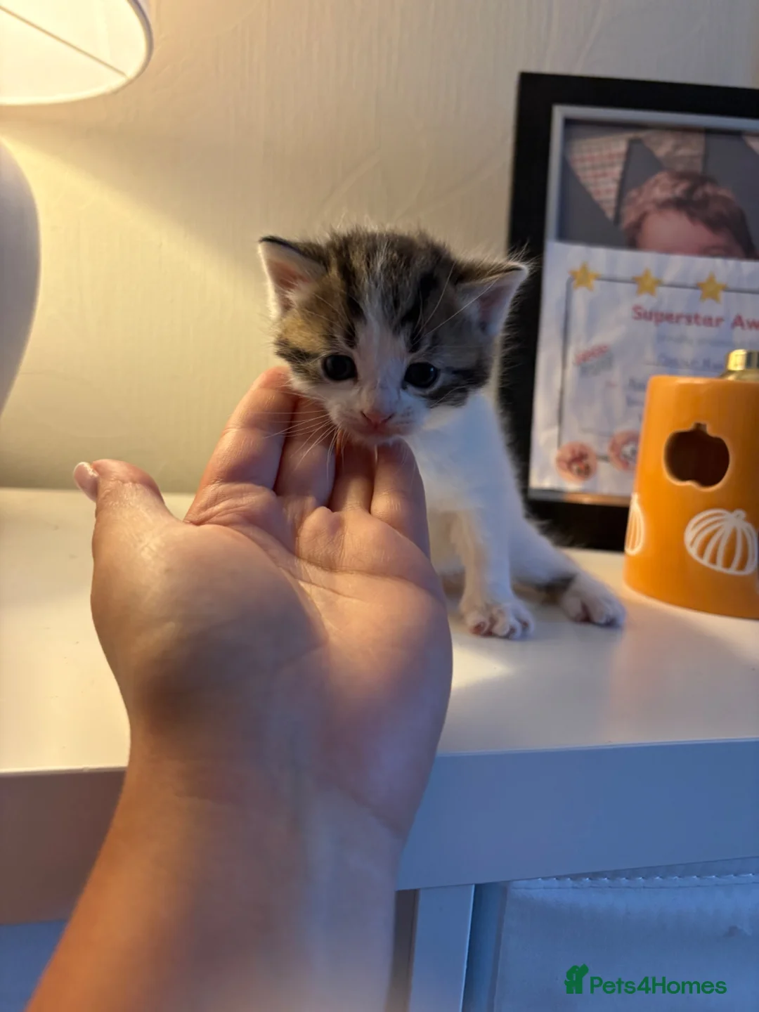 Mixed Breed cats for sale: 5 kittens available end of August  in Bradford - Advert 2