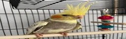 Cockatiels birds for sale: Little Ozzy in Houghton le Spring - Advert 2
