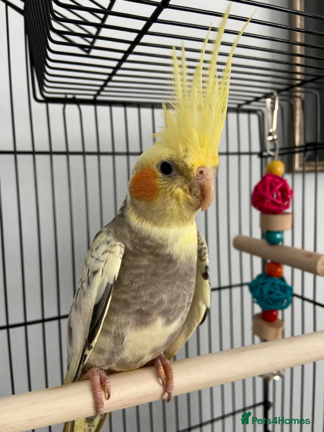 Cockatiels birds for sale: Little Ozzy in Houghton le Spring - Advert 2