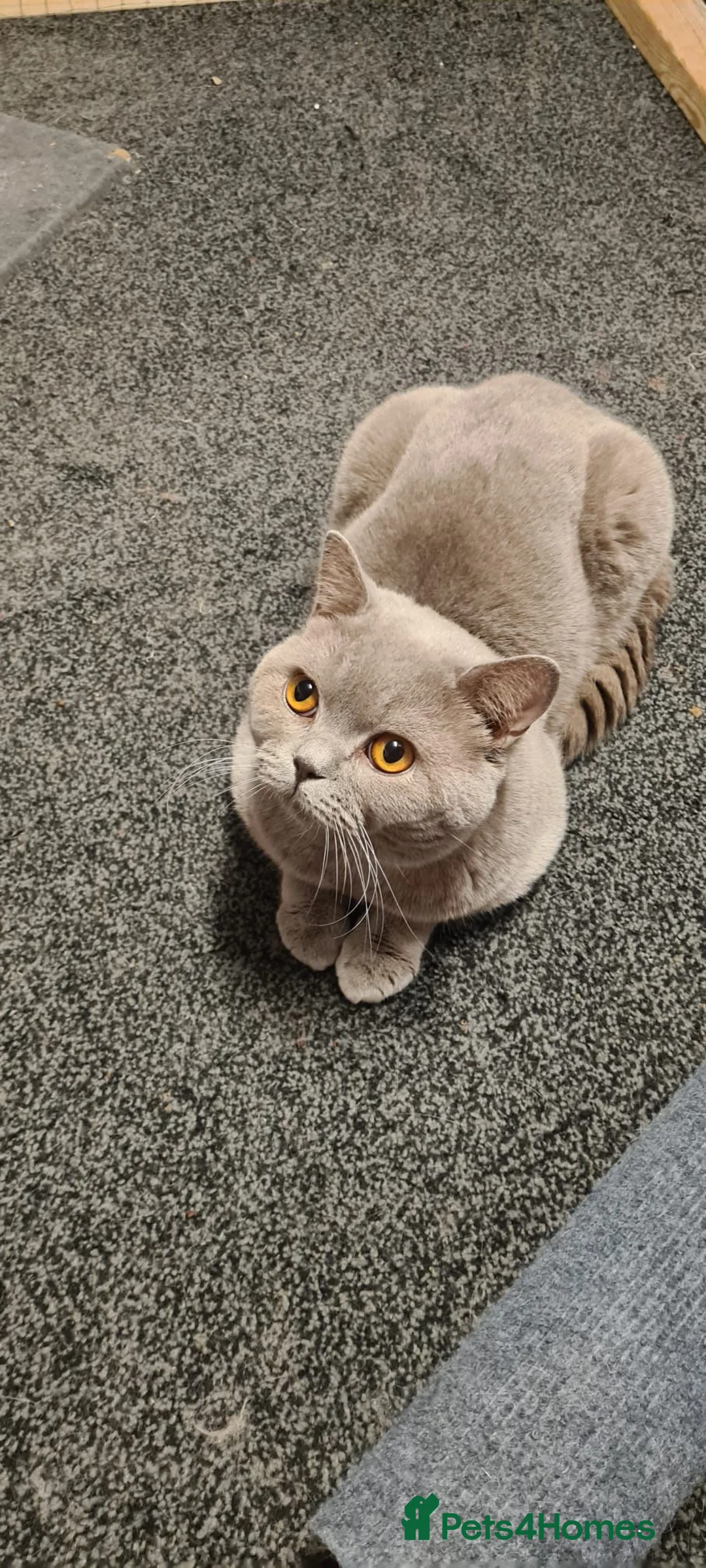 Scottish Fold cats for sale: British Shorthair & Scottish Fold for sale - Advert 2