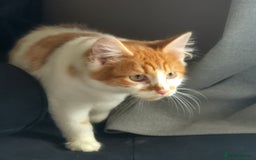 Mixed Breed cats for sale: Beautiful kittens - Image 11