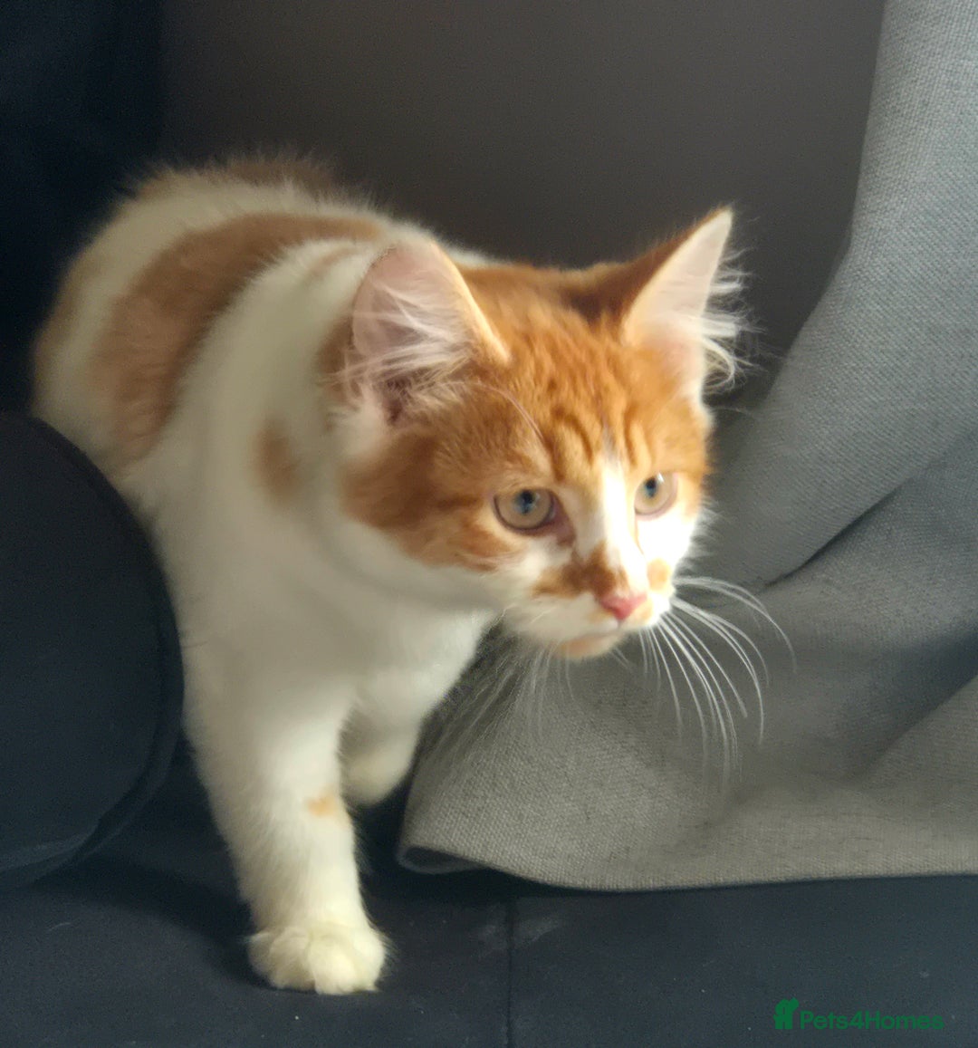 Mixed Breed cats for sale: Beautiful kittens - Image 11