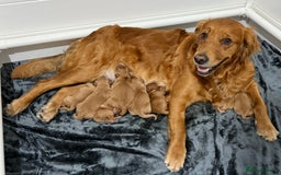 Golden Retriever dogs for sale: Dark Red Golden Retriever Pups  - Image 9