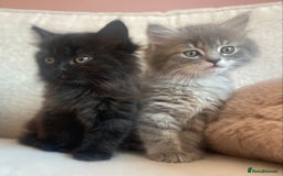 Siberian cats for sale: Siberian x British Shorthair Girls  - Image 15