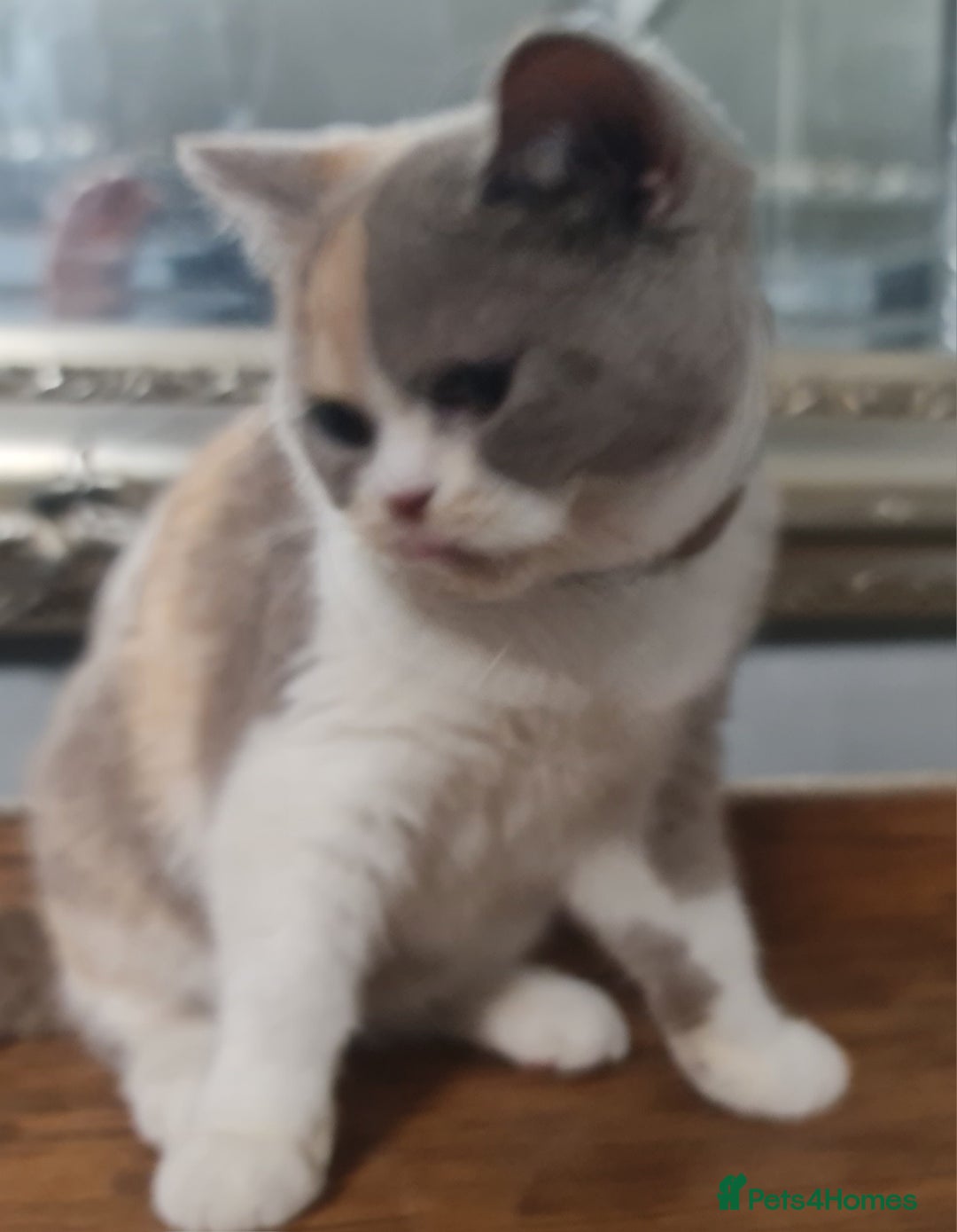 British Shorthair cats for sale: Pure bsh kittens from DNA & genetic tested parents - Image 9