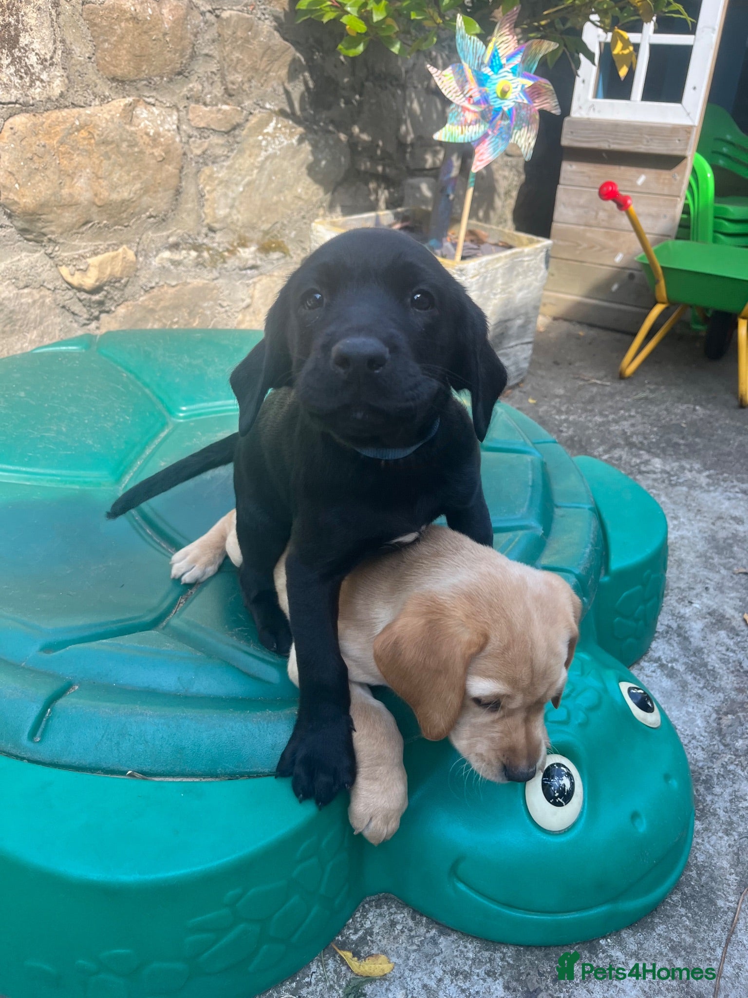 Labrador Retriever dogs Labrador Puppies - Advert 6